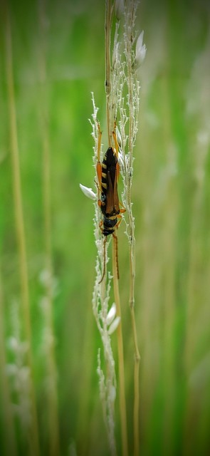 Stenopterus flavicornis - sárgacsápú keskenyfedőscincér