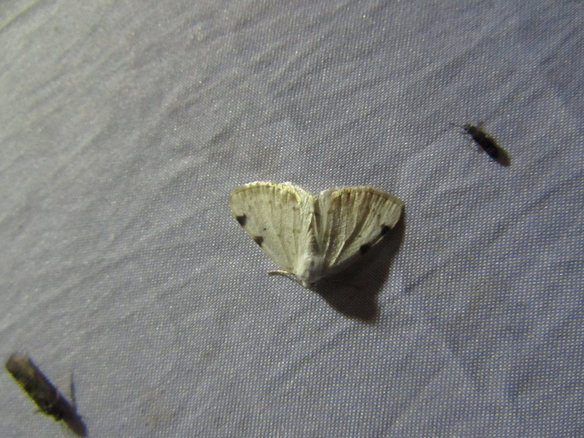 Lomographa bimaculata - kétpontos fehéraraszoló