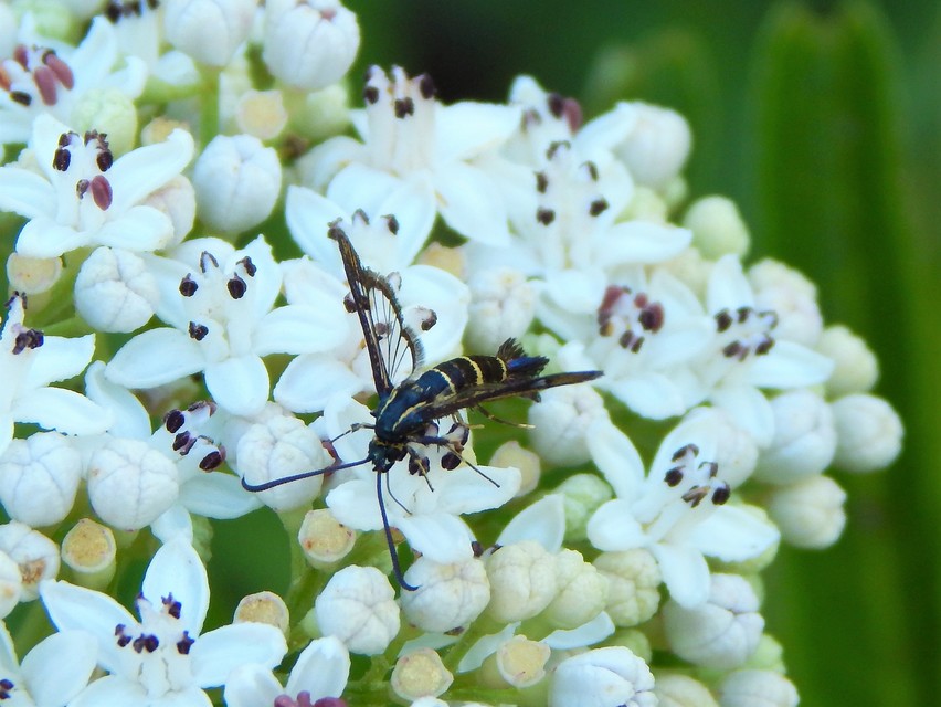 Sesiidae - szitkárfélék