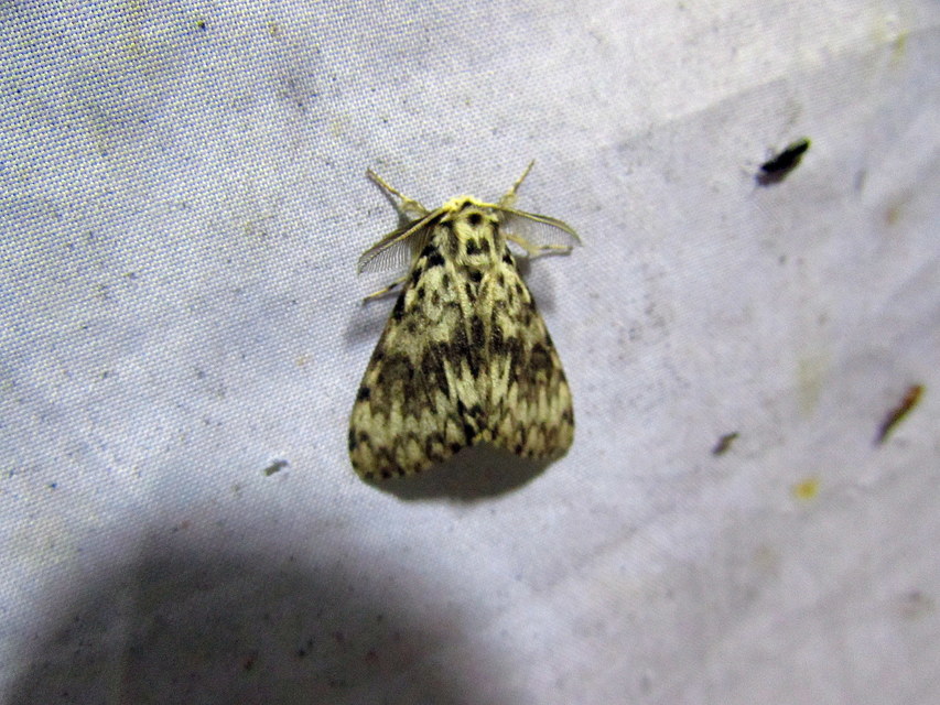 Lymantria monacha - apácalepke