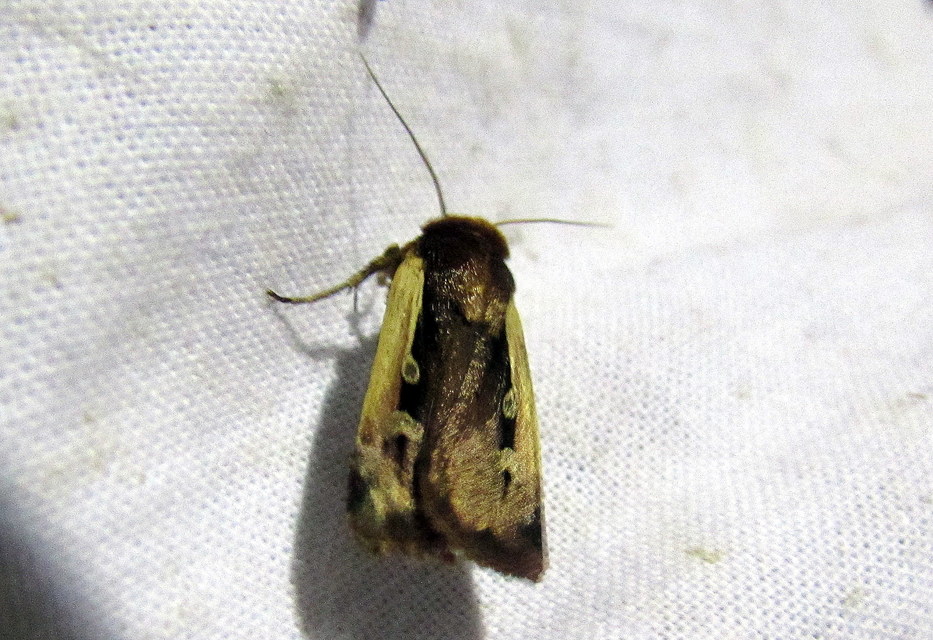 Ochropleura plecta - fehérszegélyű fűbagoly