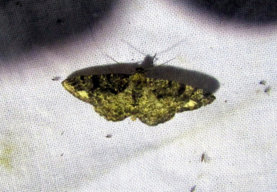 Parectropis similaria - barna zuzmóaraszoló