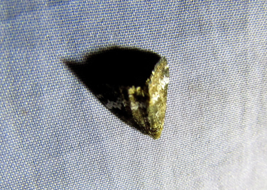 Perizoma alchemillata - árvacsalán-araszoló