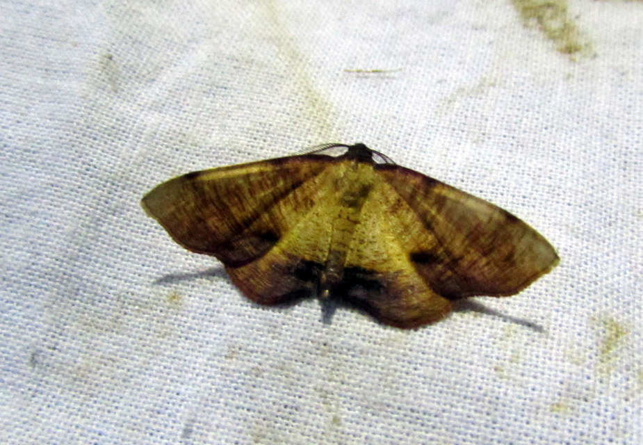 Plagodis dolabraria - baltaszárnyú araszoló