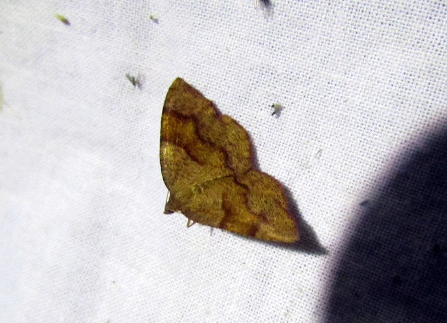 Plagodis pulveraria - szemcsés araszoló