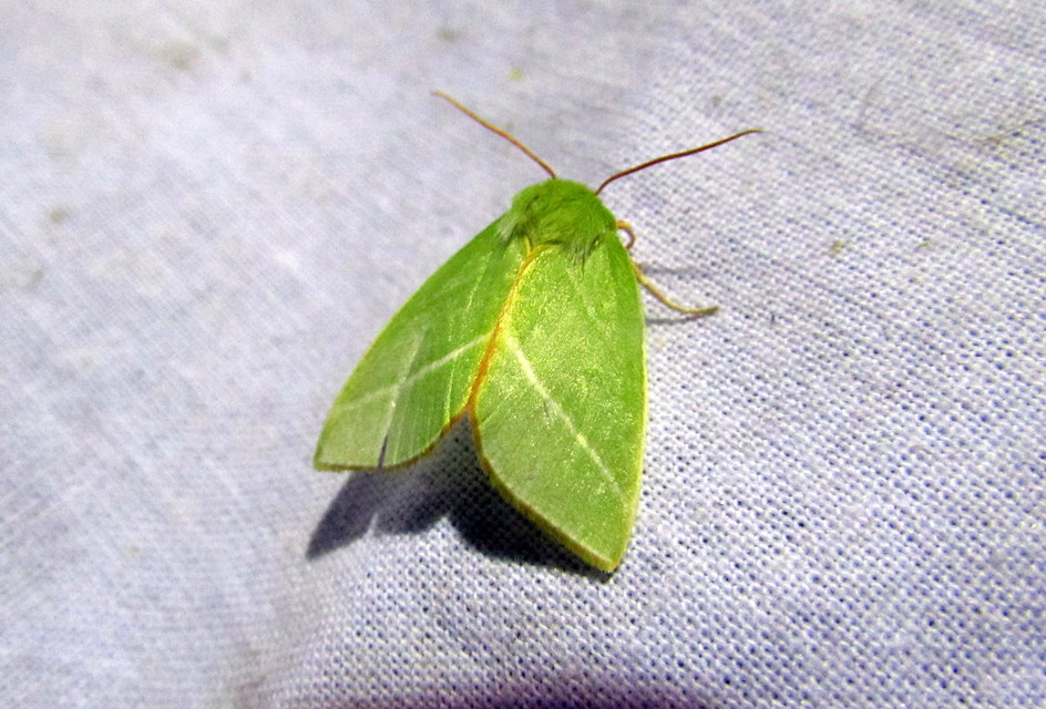 Pseudoips prasinana - bükkfa-zöldbagoly
