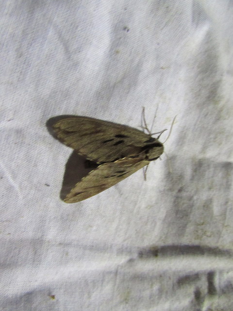 Hyloicus pinastri - fenyőszender