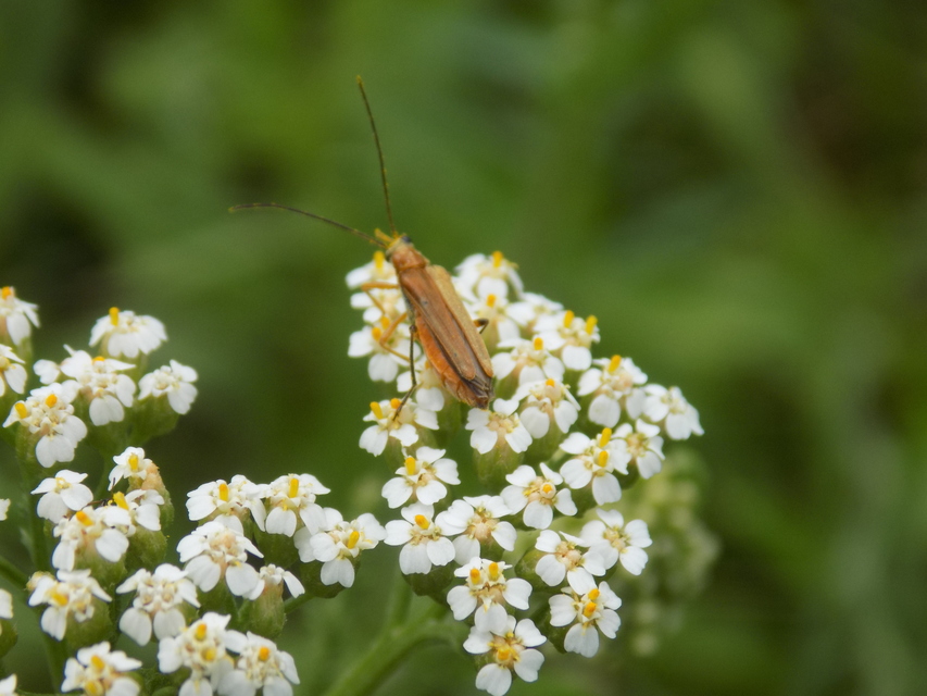 Oedemera podagrariae - székfű-álcincér