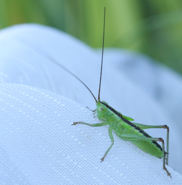 Conocephalus fuscus - kis kúpfejűszöcske