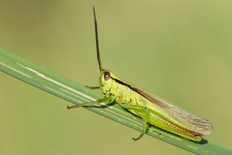 Mecostethus parapleurus - hagymazöld sáska