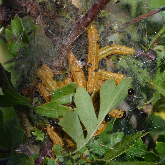 Pamphiliidae - szövődarazsak