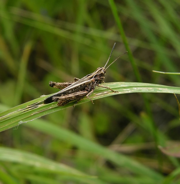 Omocestus rufipes - vöröshasú tarlósáska