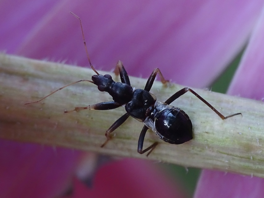 Himacerus mirmicoides - csalán-tolvajpoloska
