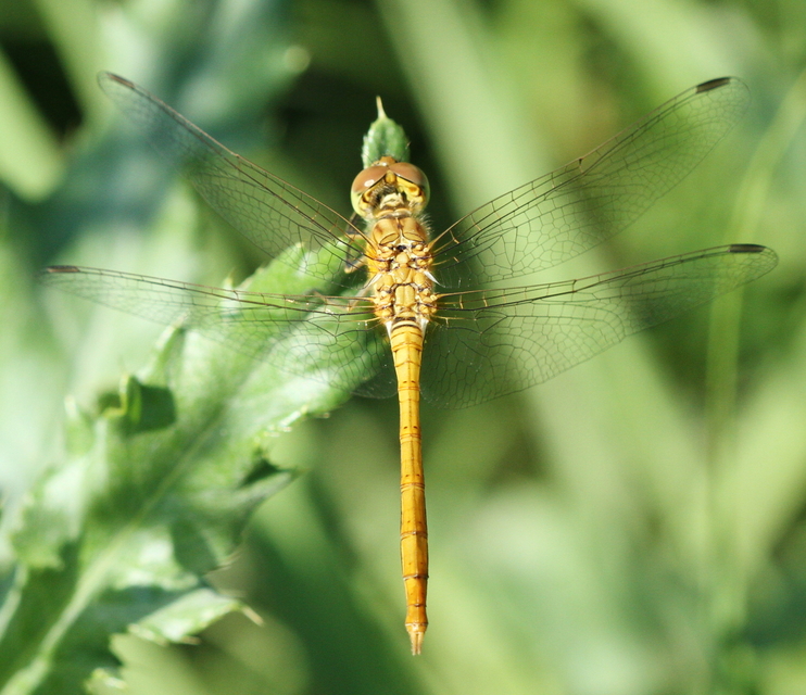 Sympetrum meridionale - fakó katona-szitakötő