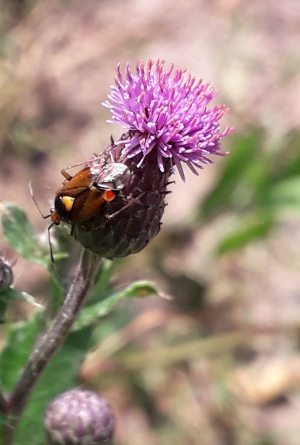 Deraeocoris ruber - vöröses mezeipoloska