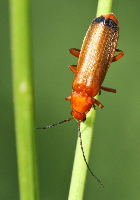 Rhagonycha fulva - feketevégű lágybogár