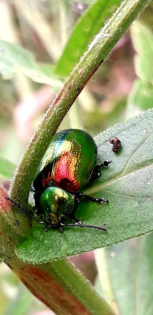 Chrysolina graminis - zöld varádicslevelész