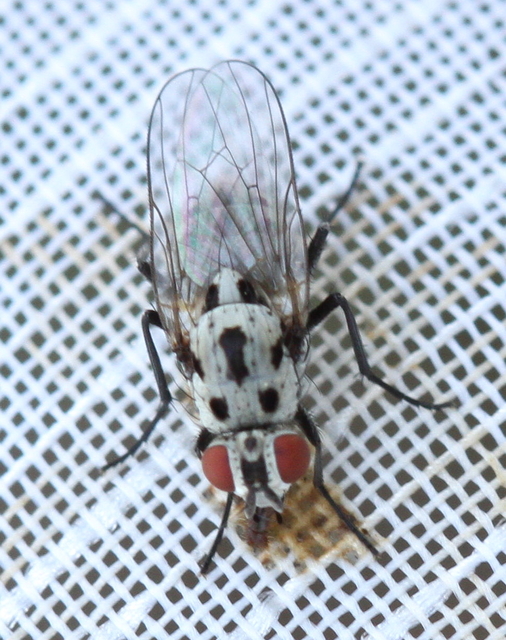 Anthomyiidae - viráglegyek