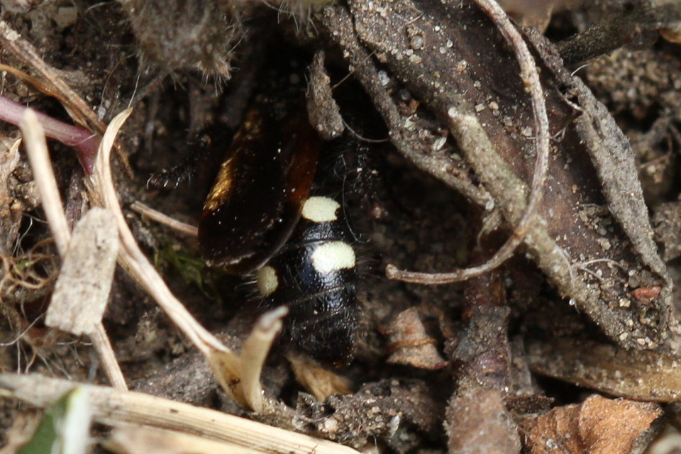 Scolia sexmaculata - négyfoltos tőrösdarázs