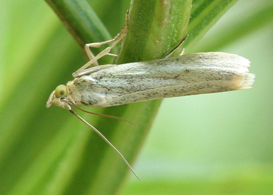 Selagia argyrella - ezüstös karcsúmoly
