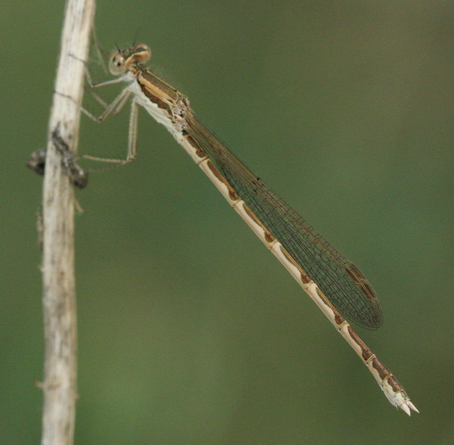Sympecma fusca - téli rablószitakötő