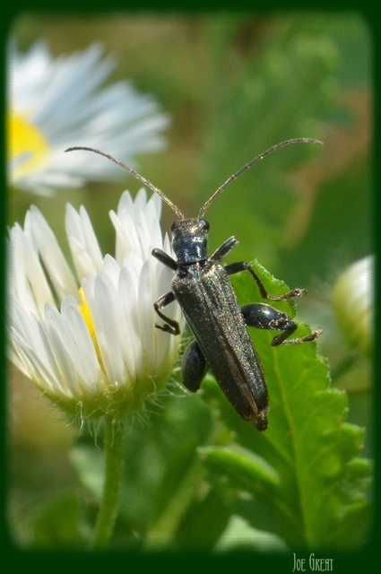Oedemera