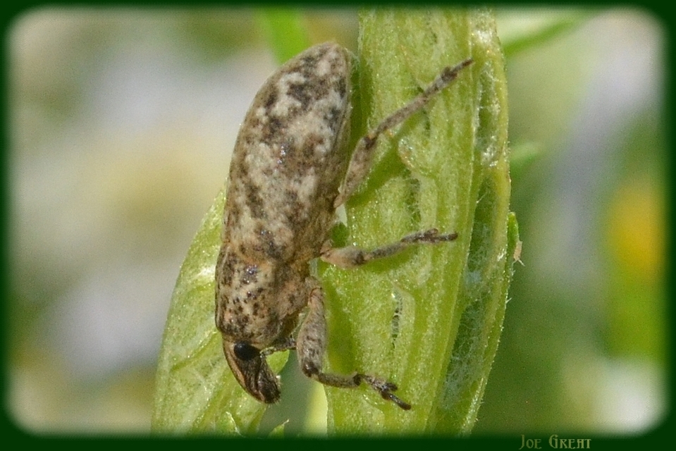 Cyphocleonus dealbatus - márványos barkó