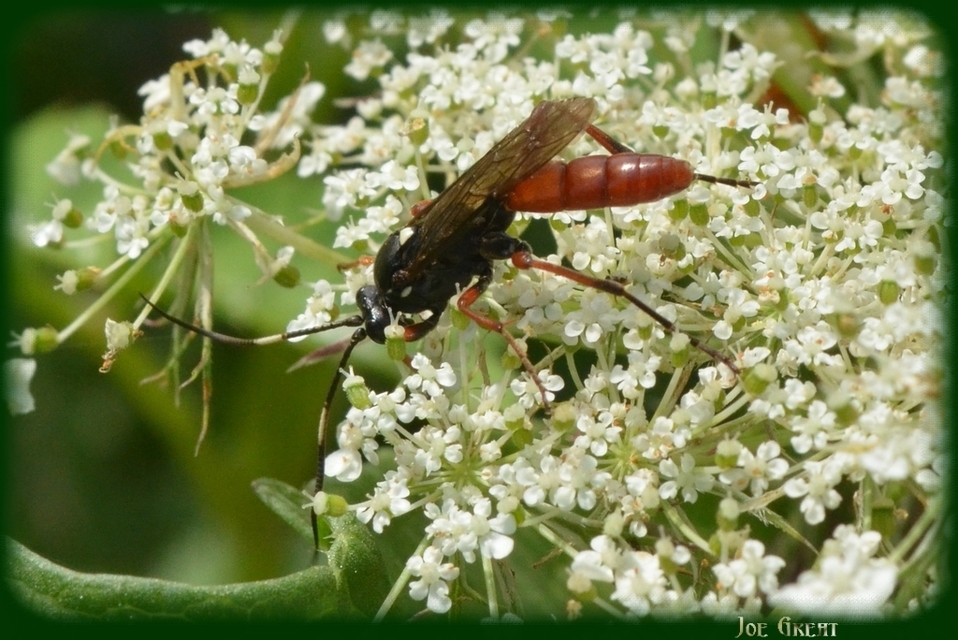 Ichneumoninae