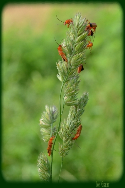 Rhagonycha fulva - feketevégű lágybogár