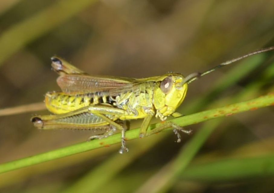 Pseudochorthippus parallelus - közönséges rétisáska