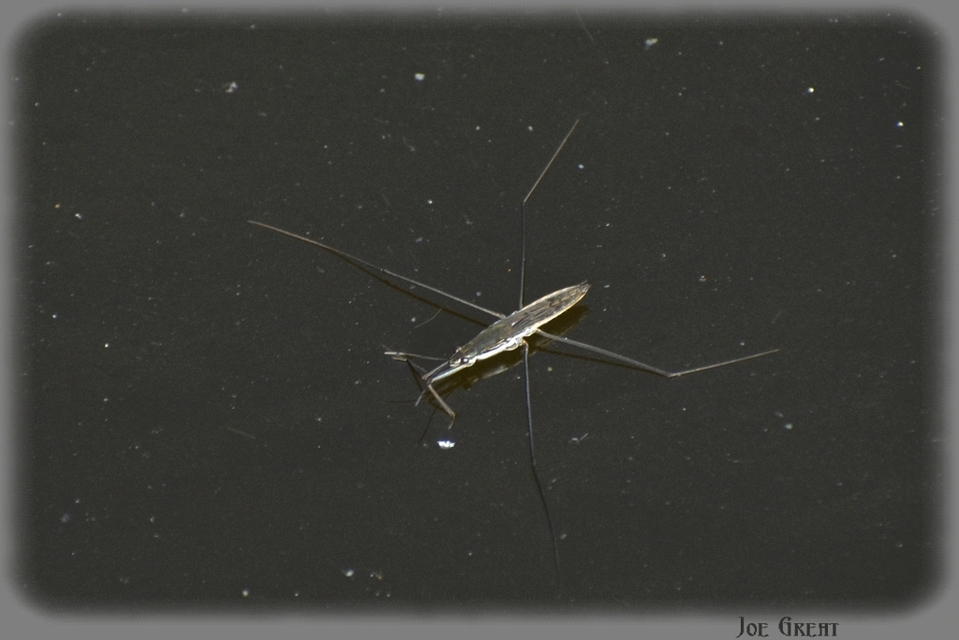 Gerridae - molnárpoloskák