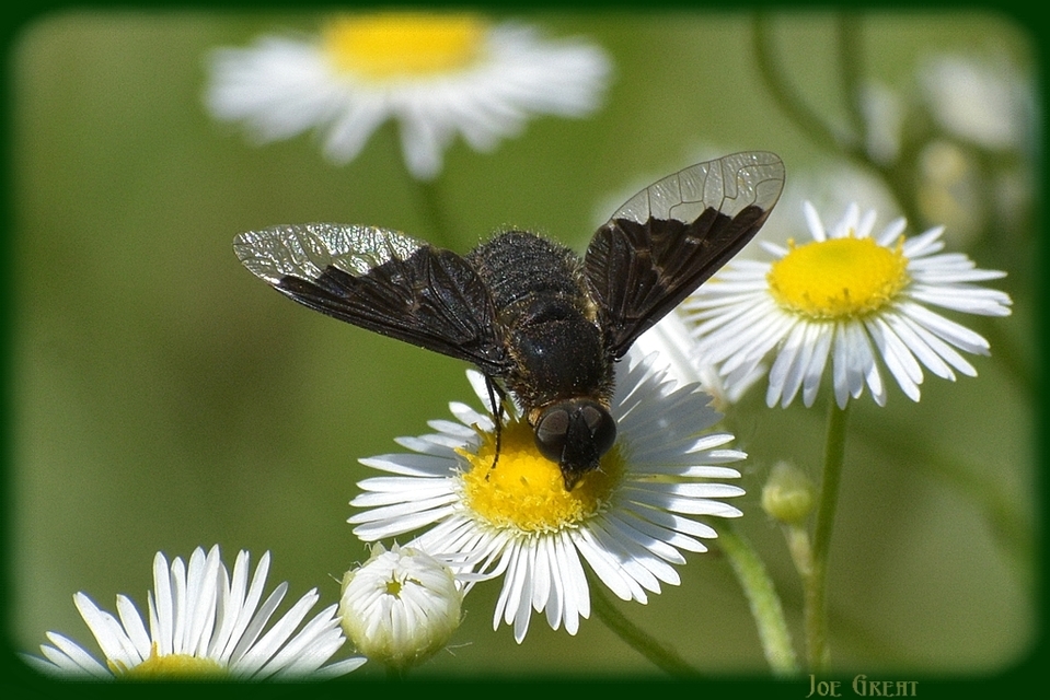 Hemipenthes morio - közönséges gyászlégy