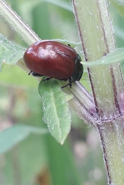 Chrysolina polita - réti mentalevelész Chrysolina polita - réti mentalevelész