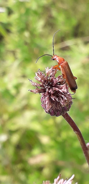 Rhagonycha fulva - feketevégű lágybogár