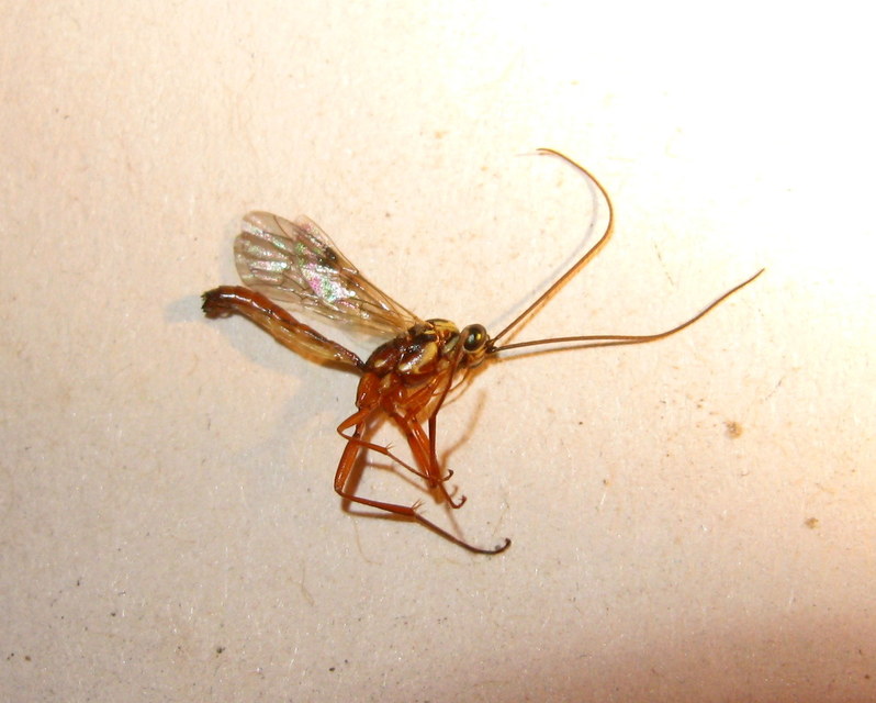 Lissonota