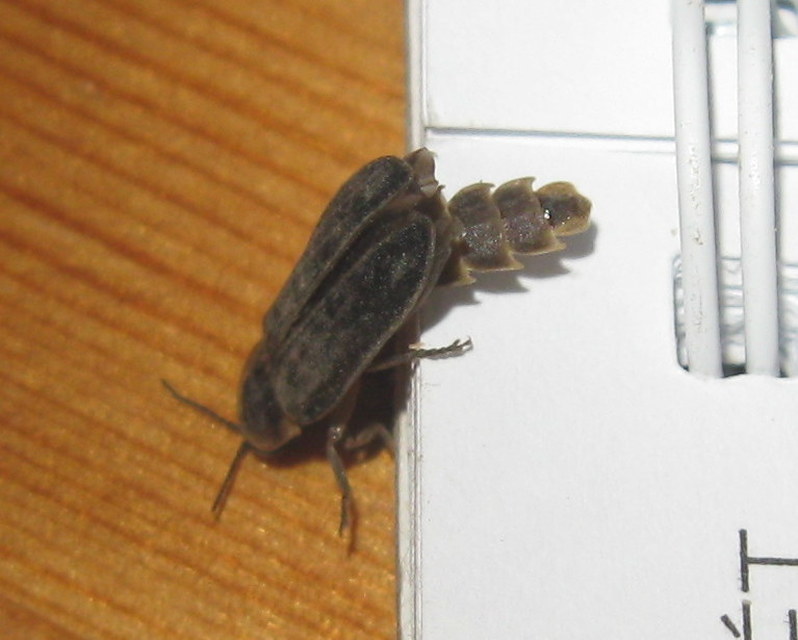 Lampyris noctiluca - nagy szentjánosbogár