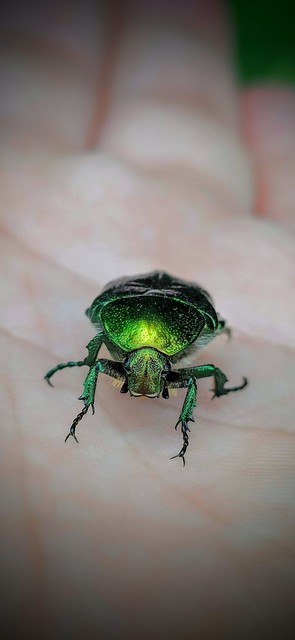 Cetonia aurata - aranyos virágbogár