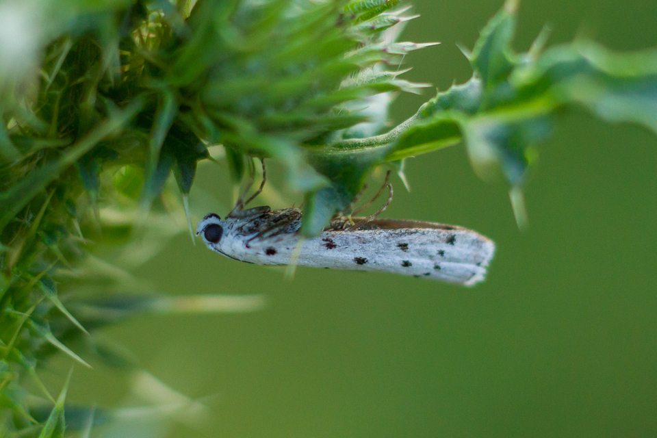 Myelois circumvoluta - pettyes karcsúmoly