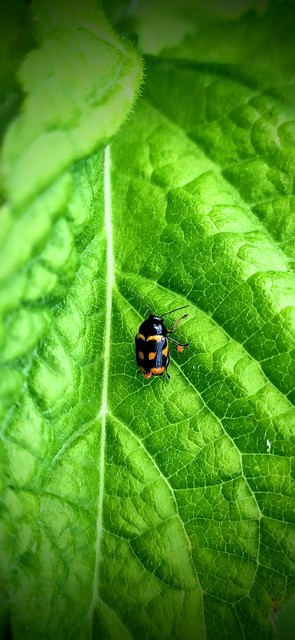 Cryptocephalus anticus - réti zömökbogár