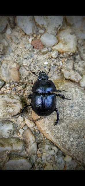 Anoplotrupes stercorosus - erdei álganéjtúró
