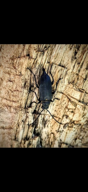 Stictoleptura scutellata - hegyi virágcincér
