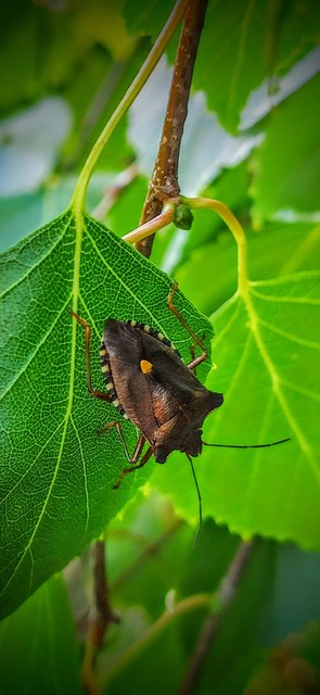 Pentatoma rufipes - vöröslábú címerespoloska Pentatoma rufipes - vöröslábú címerespoloska