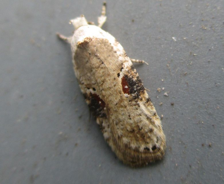 Agonopterix alstromeriana - bürök-laposmoly