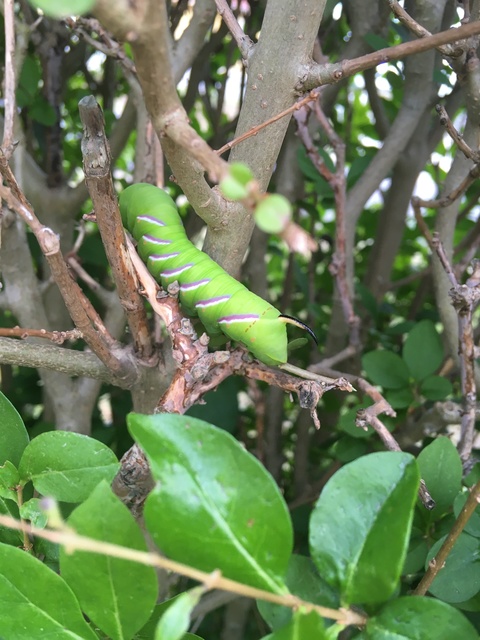 Sphinx ligustri - fagyalszender