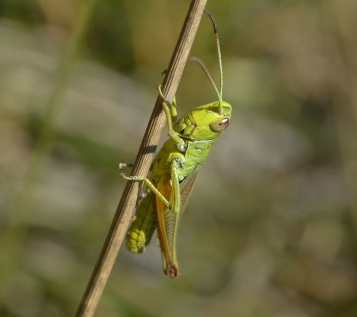 Pseudochorthippus parallelus - közönséges rétisáska