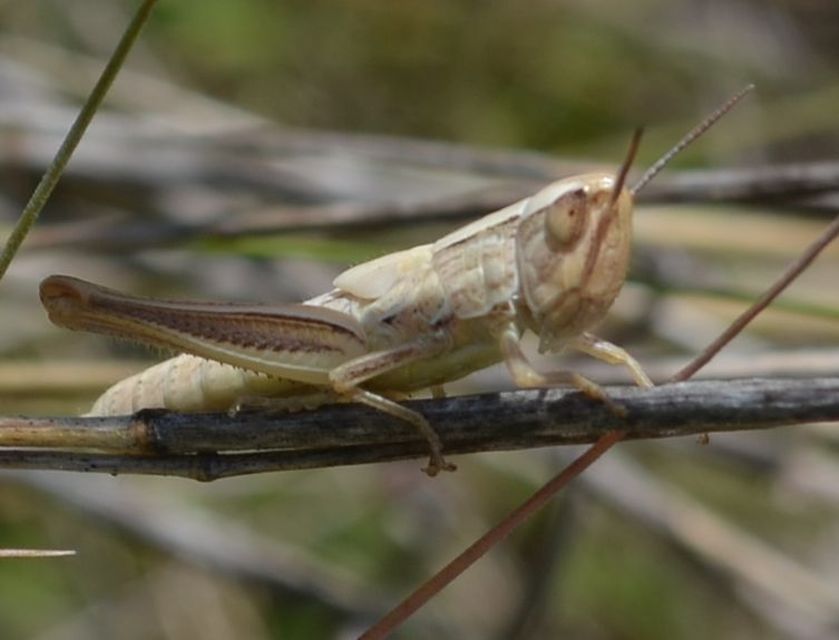 Euchorthippus
