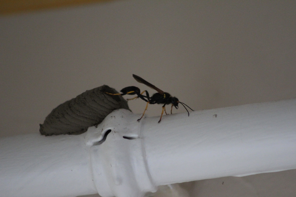 Sceliphron caementarium - feketenyelű lopódarázs