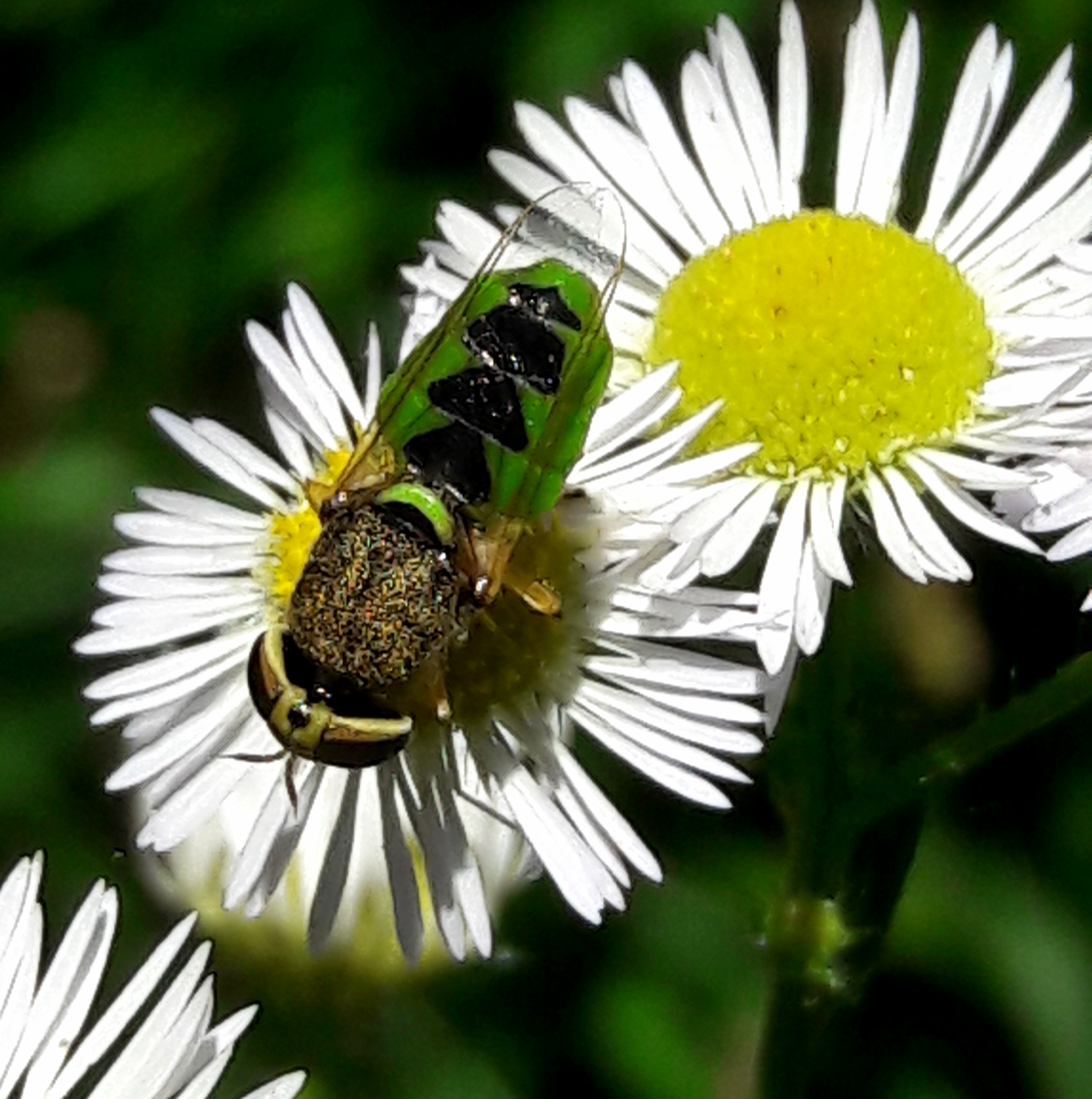 Odontomyia angulata - háromszöges zömöklégy