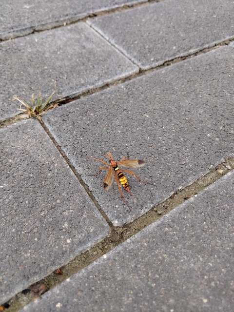 Ctenophora ornata - sárga fésűsszúnyog