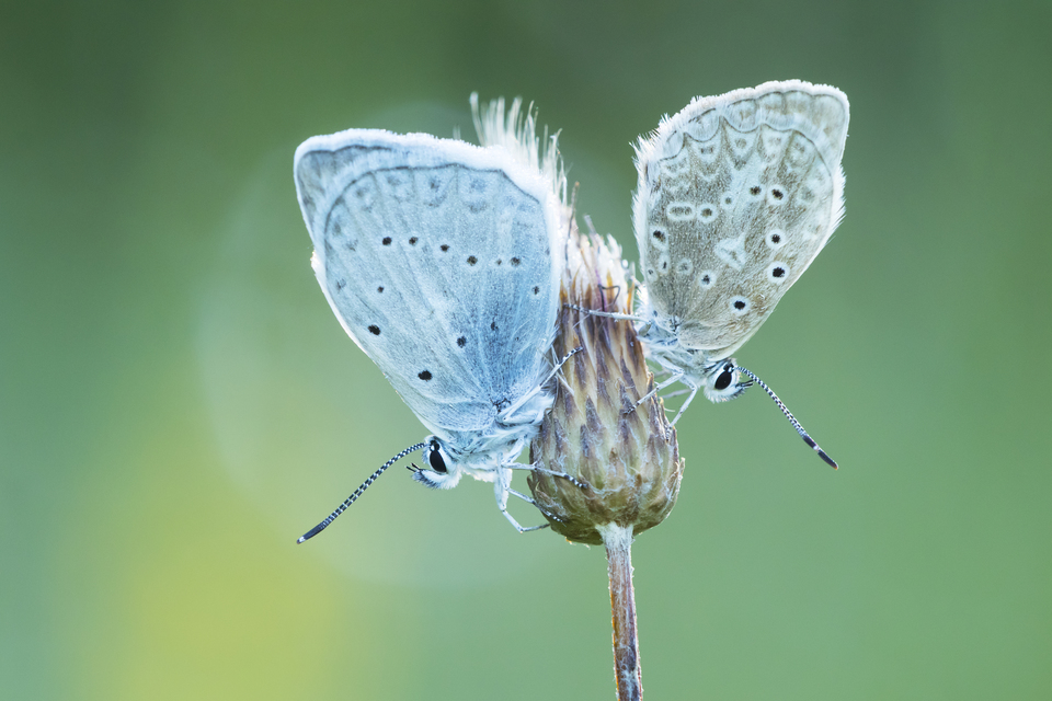 Polyommatus daphnis - csipkés boglárka